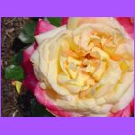 Hybrid Rose - Love and Peace.jpg